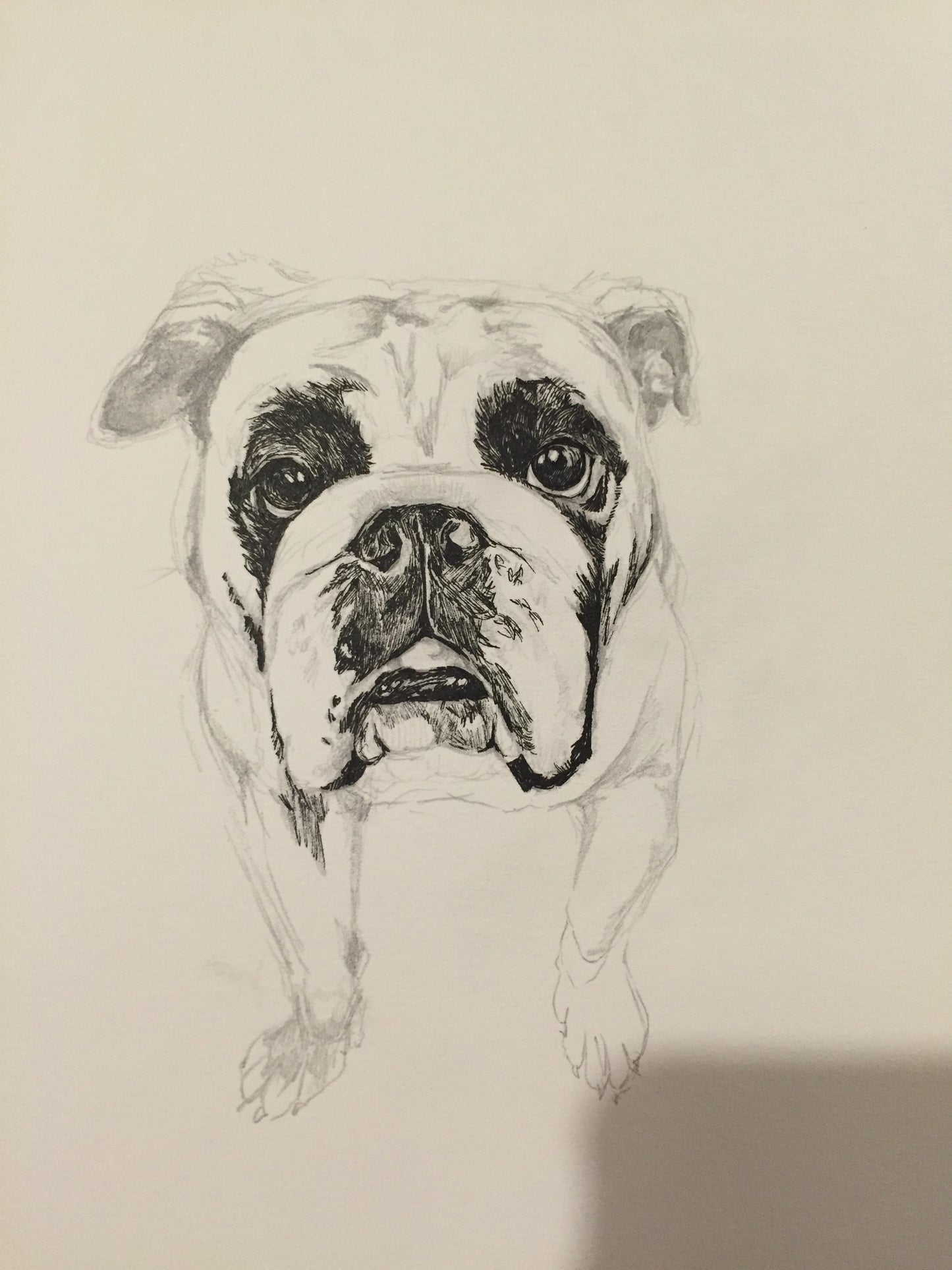 Hand Drawn Pet Portrait (Original Artwork)