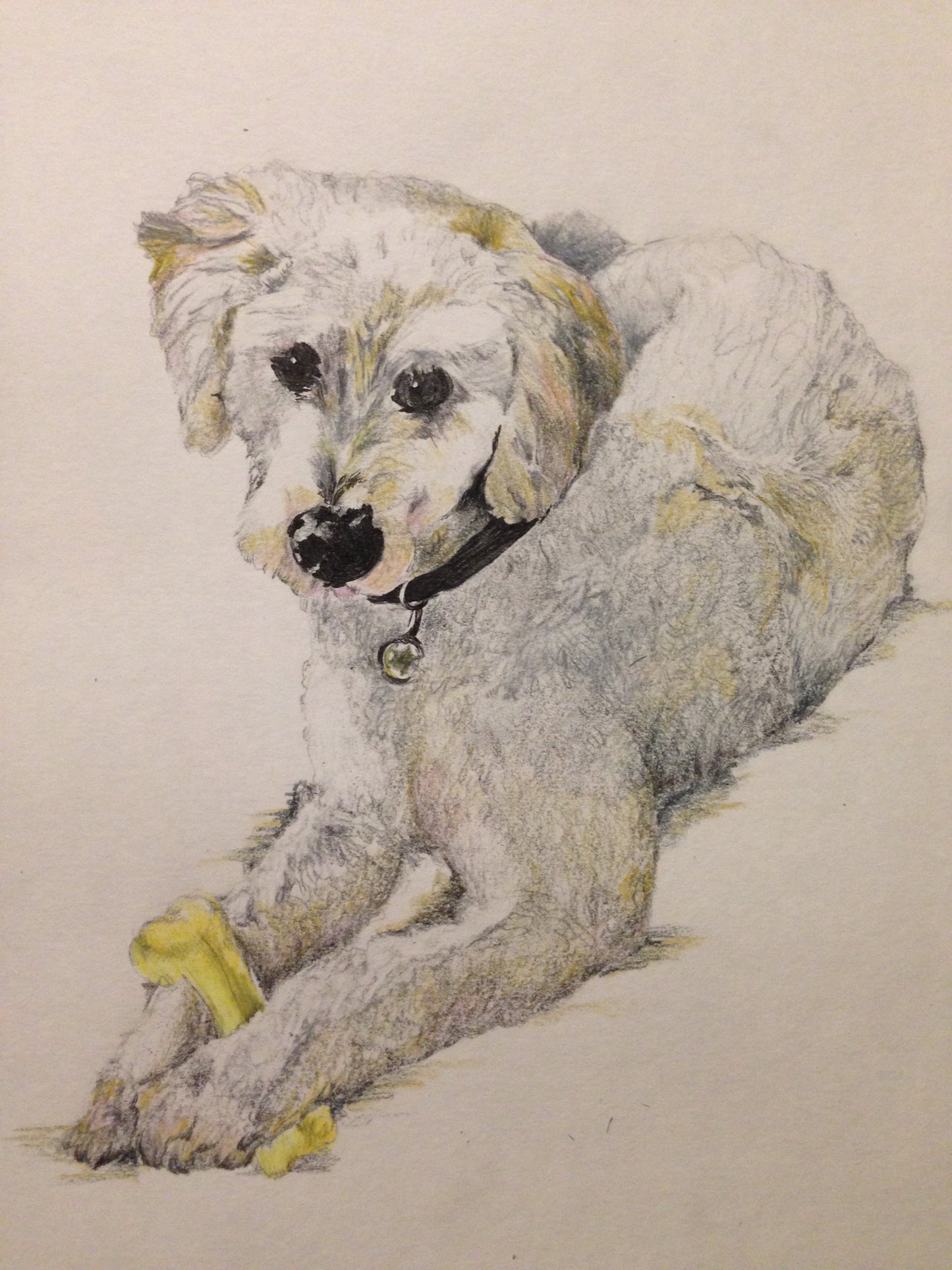 Hand Drawn Pet Portrait (Original Artwork)